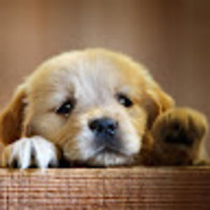 Meet your Posher, Lia